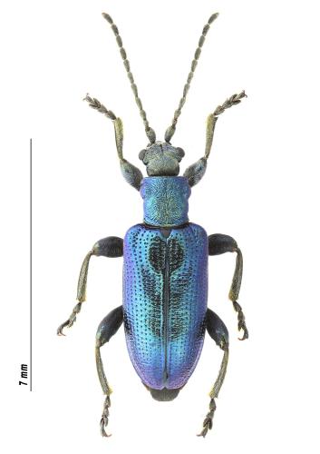 Réf. 310 188 : Plateumaris discolor